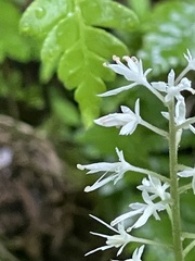 Tiarella austrina
