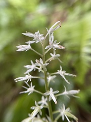 Tiarella austrina
