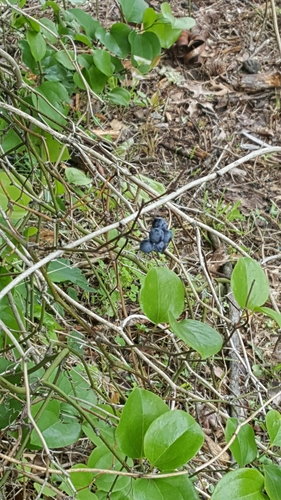 photo of Heath Family (Ericaceae)