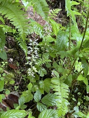 Tiarella austrina