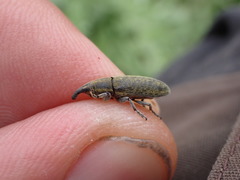 Lixus cardui