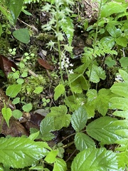 Tiarella austrina