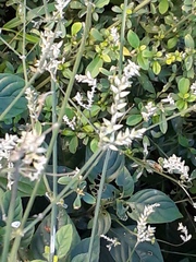 Achyropsis leptostachya