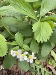 Fragaria virginiana