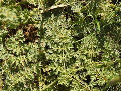 Thapsia foetida