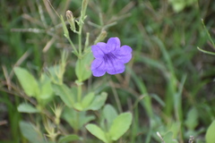 Ruellia runyonii