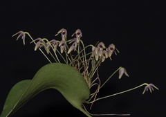 Pleurothallis dunstervillei