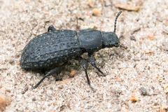 Polypleurus perforatus