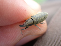 Lixus cardui