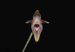 Pleurothallis dunstervillei