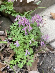 Corydalis solida