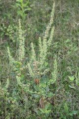 Rumex