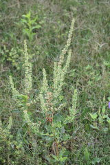 Rumex