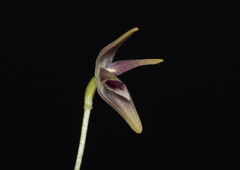 Pleurothallis dunstervillei