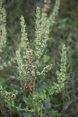 Rumex