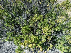 Baccharis tola
