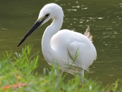 Egretta garzetta
