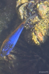 Microspathodon bairdii