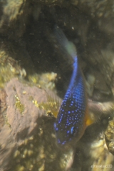 Microspathodon bairdii