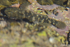 Bathygobius ramosus