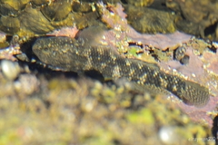 Bathygobius ramosus