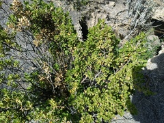 Baccharis tola