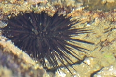 Echinometra vanbrunti