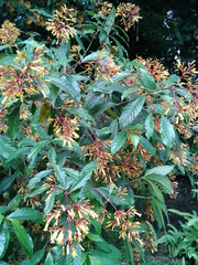 Palicourea padifolia