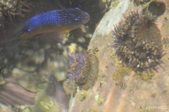 Microspathodon bairdii