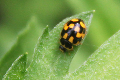 Propylea quatuordecimpunctata