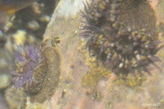 Bunodosoma californica