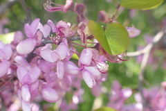 Cercis siliquastrum