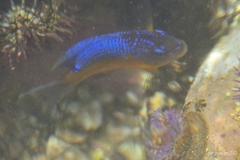 Microspathodon bairdii