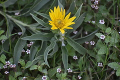 Helianthus maximiliani