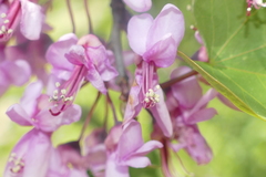 Cercis siliquastrum
