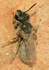 Vestitohalictus