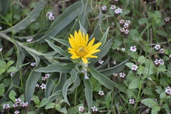 Helianthus maximiliani