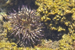 Bunodosoma californica