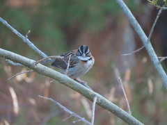 Zonotrichia capensis
