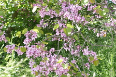 Cercis siliquastrum