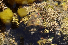 Calcinus californiensis