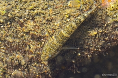 Bathygobius ramosus