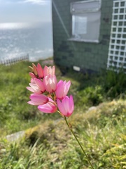 Ixia campanulata
