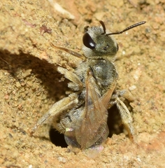 Vestitohalictus