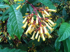 Palicourea padifolia