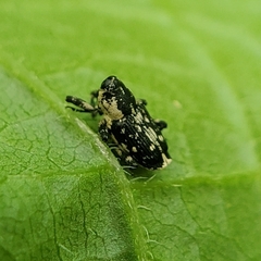 Cylindrocopturus quercus