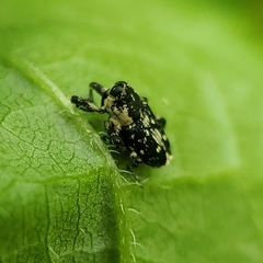 Cylindrocopturus quercus