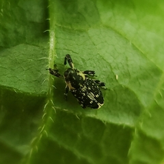 Cylindrocopturus quercus
