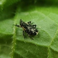 Cylindrocopturus quercus