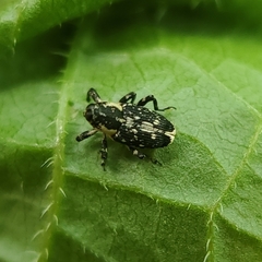 Cylindrocopturus quercus